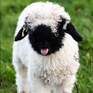 Meet your Posher, Diana